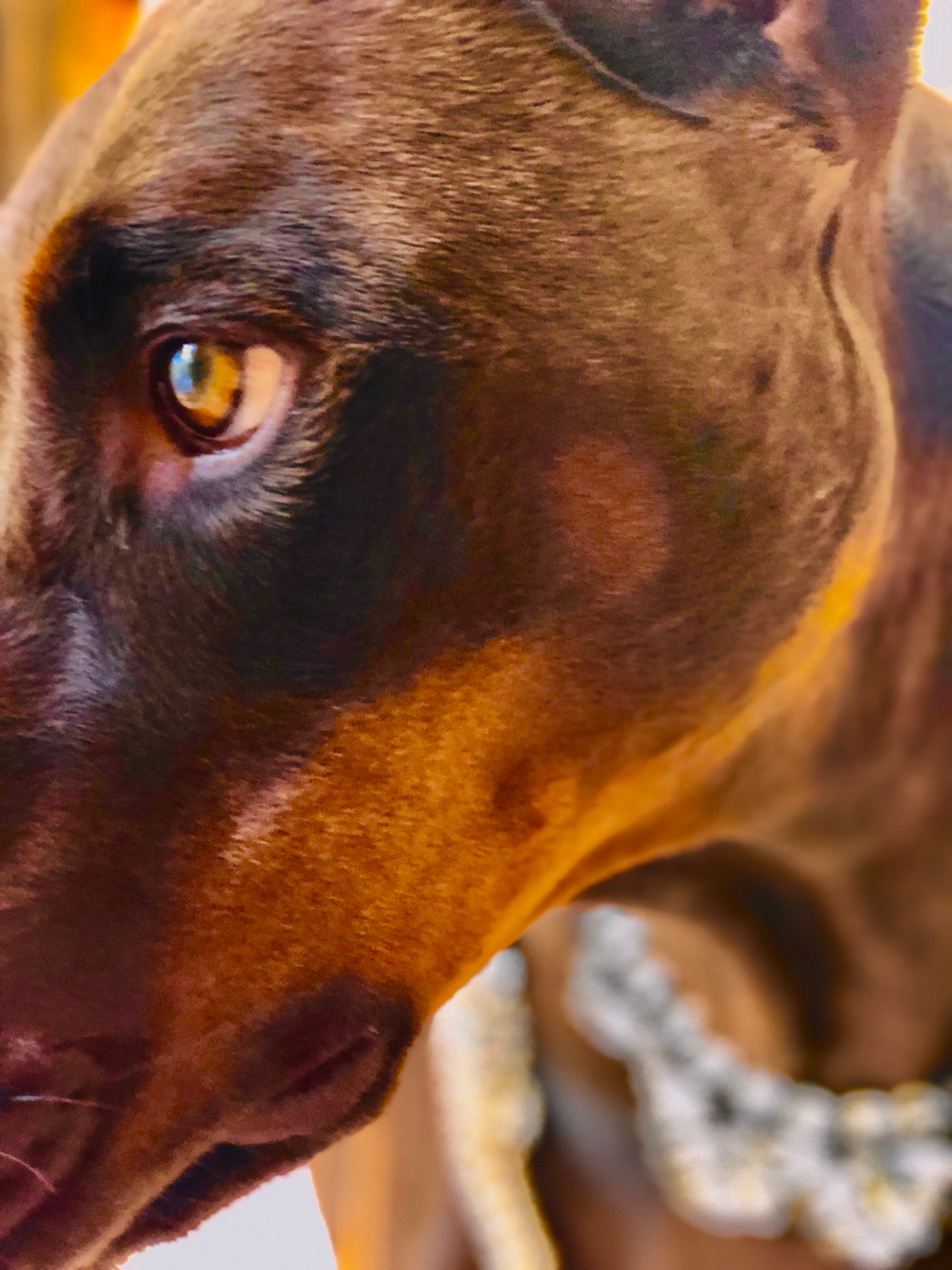 Scarlett, a red European Doberman, wearing a rainbow unicorn horn and pink tutu
